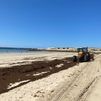 Plaga de algas invasoras en algunas playas españolas