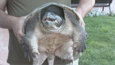 Encuentran a una tortuga potencialmente peligrosa y es trasladada a Madrid
