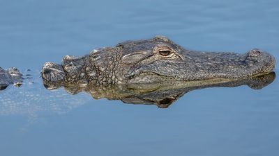 Muere una mujer atacada por un caimán mientras paseaba su perro en Estados Unidos