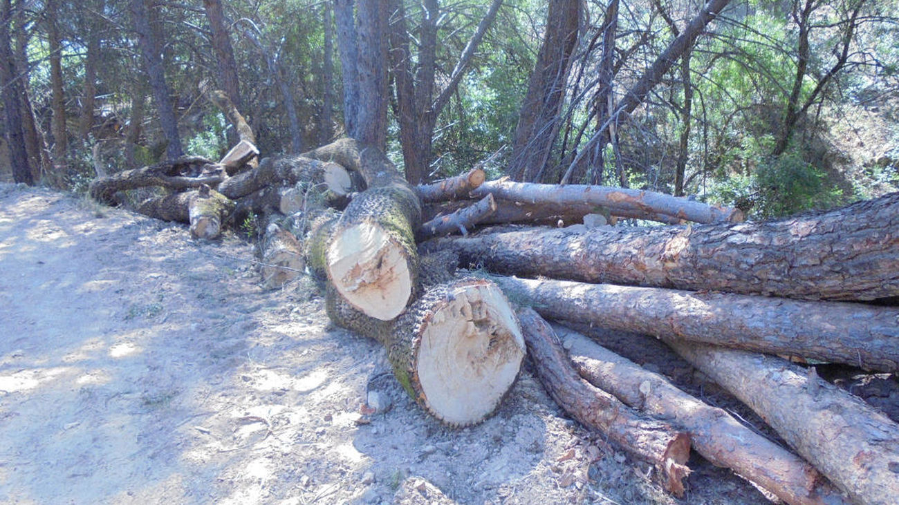 Tala de árboles n el barranco de San Juan de Valdemorillo