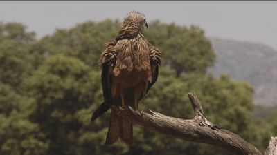 El sorprendente avistamiento de buitres en Madrid