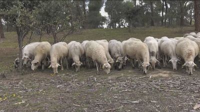 Las ovejas bombero se van de Boadilla del Monte con la satisfacción del deber cumplido