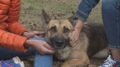 Cuando encontraron a Nawall, tenía el cuello destrozado, ahora, ¡busca familia!
