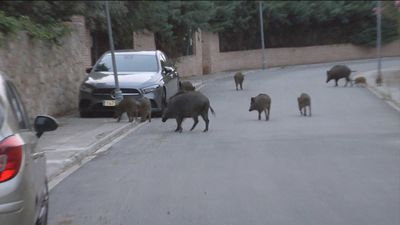 Varios jabalíes se pasean por Hoyo de Manzanares