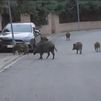 Varios jabalíes se pasean por Hoyo de Manzanares
