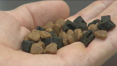 Vecinos de El Cañaveral denuncian envenenamientos de sus mascotas