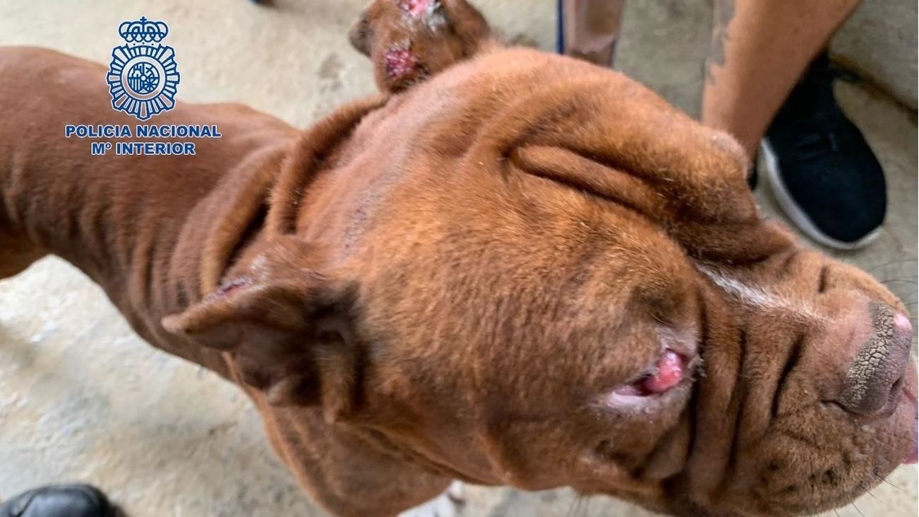 Perro rescatado en un criadero ilegal en Málaga