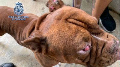 Liberados 140 perros en dos criaderos ilegales en Málaga