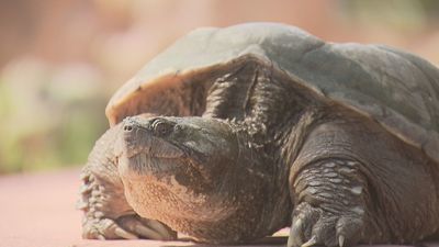 Safari Madrid acoge a la tortuga mordedora encontrada en Toledo