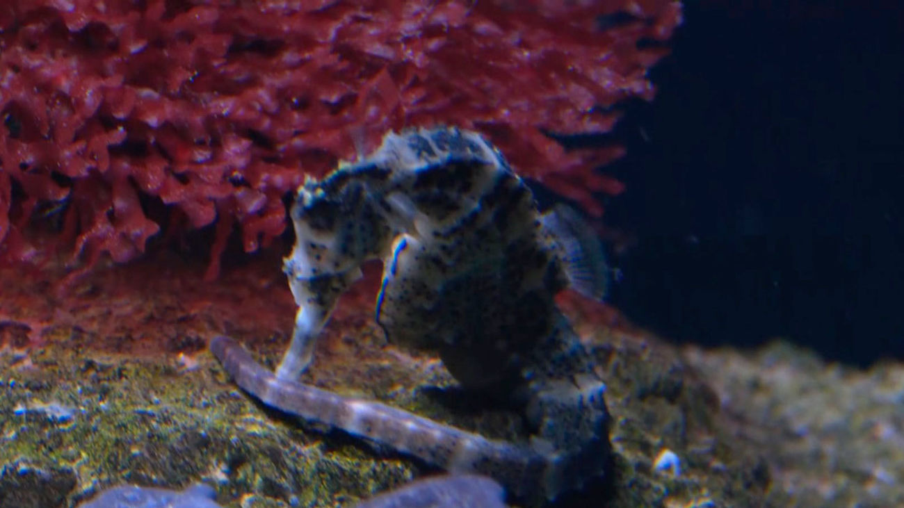 Conoce las crías de caballito de mar de Atlantis Aquarium Madrid