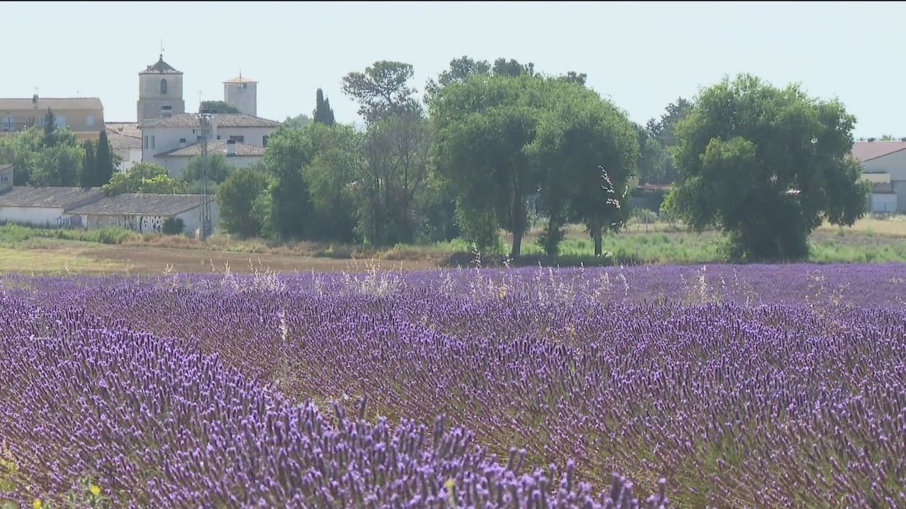 La lavanda en flor perfuma la 'alcarria madrileña'