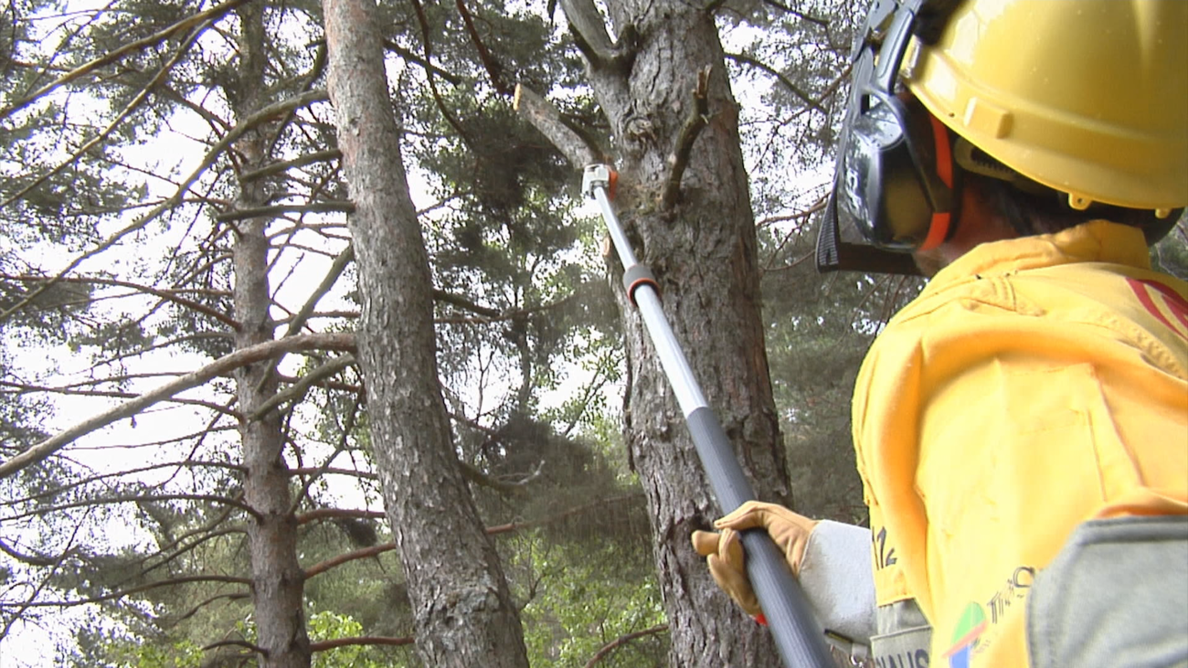 Trabajos de desbroce para mantener el monte limpio y evitar incendios