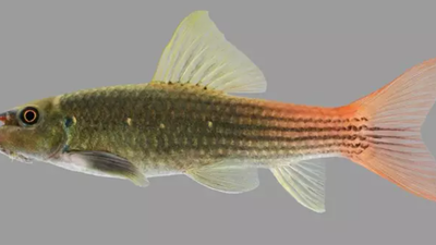 Toda la vida en el acuario y este pez era desconocido para la ciencia