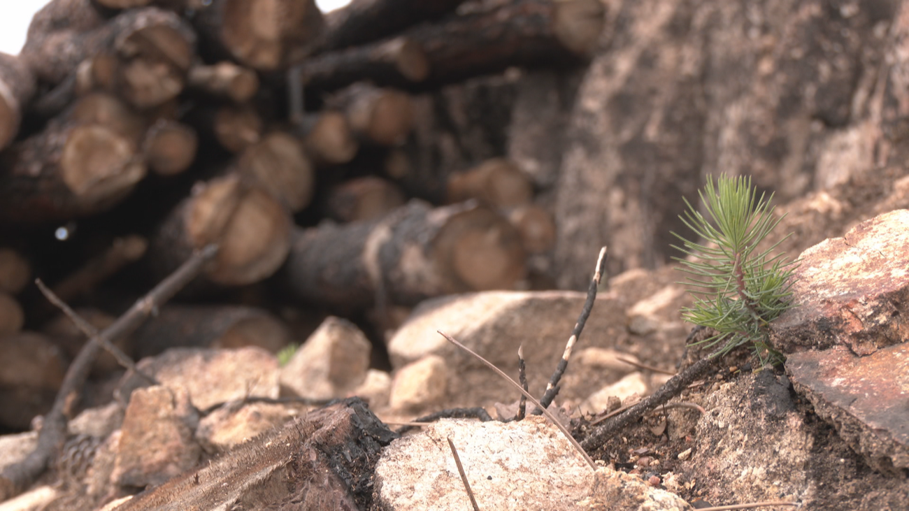 ¿Cómo se recupera el monte tras un incendio?