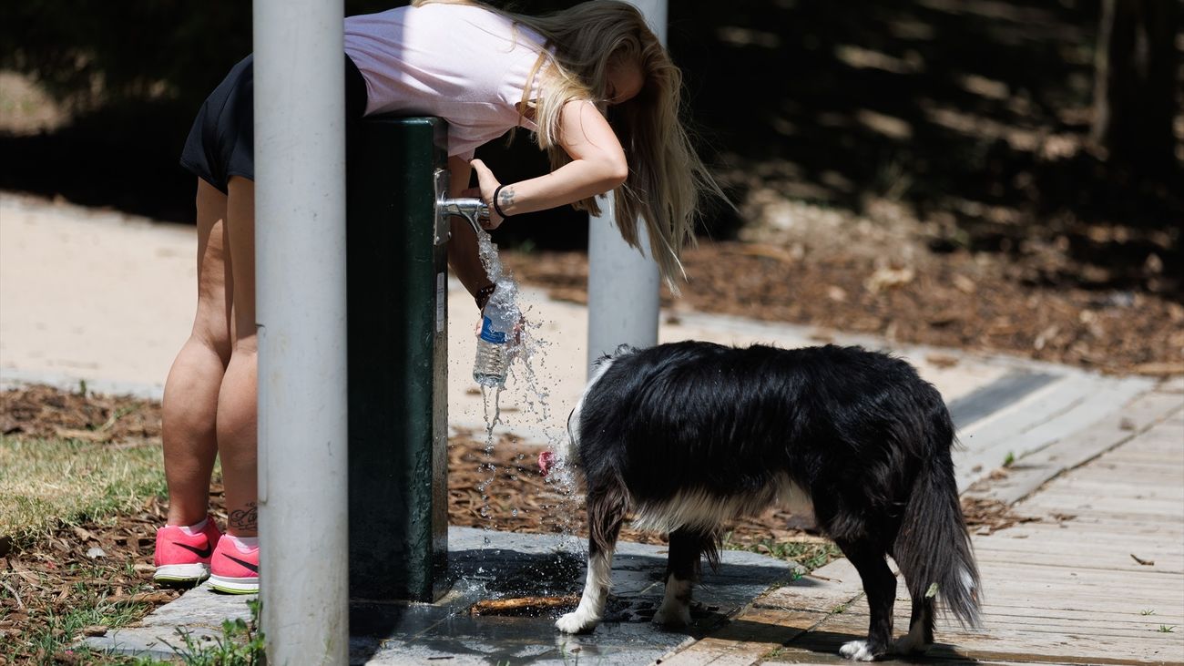 Mascotas en verano: ¿le pongo crema solar a mi perro?