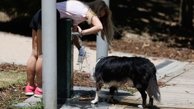 Mascotas en verano: ¿le pongo crema solar a mi perro?