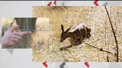 Animales heridos en Valdetorres del Jarama por la instalación de una valla en terreno protegido