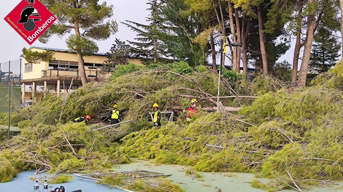 Un reventón térmico en Villena (Alicante) arranca  16 árboles de más de 25 metros