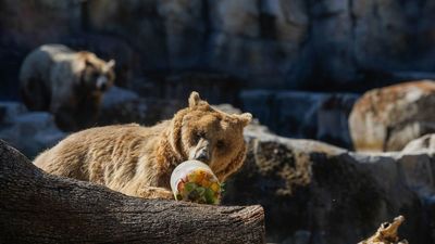 Los animales del Zoo combaten el calor con duchas, aire acondicionado... y helados