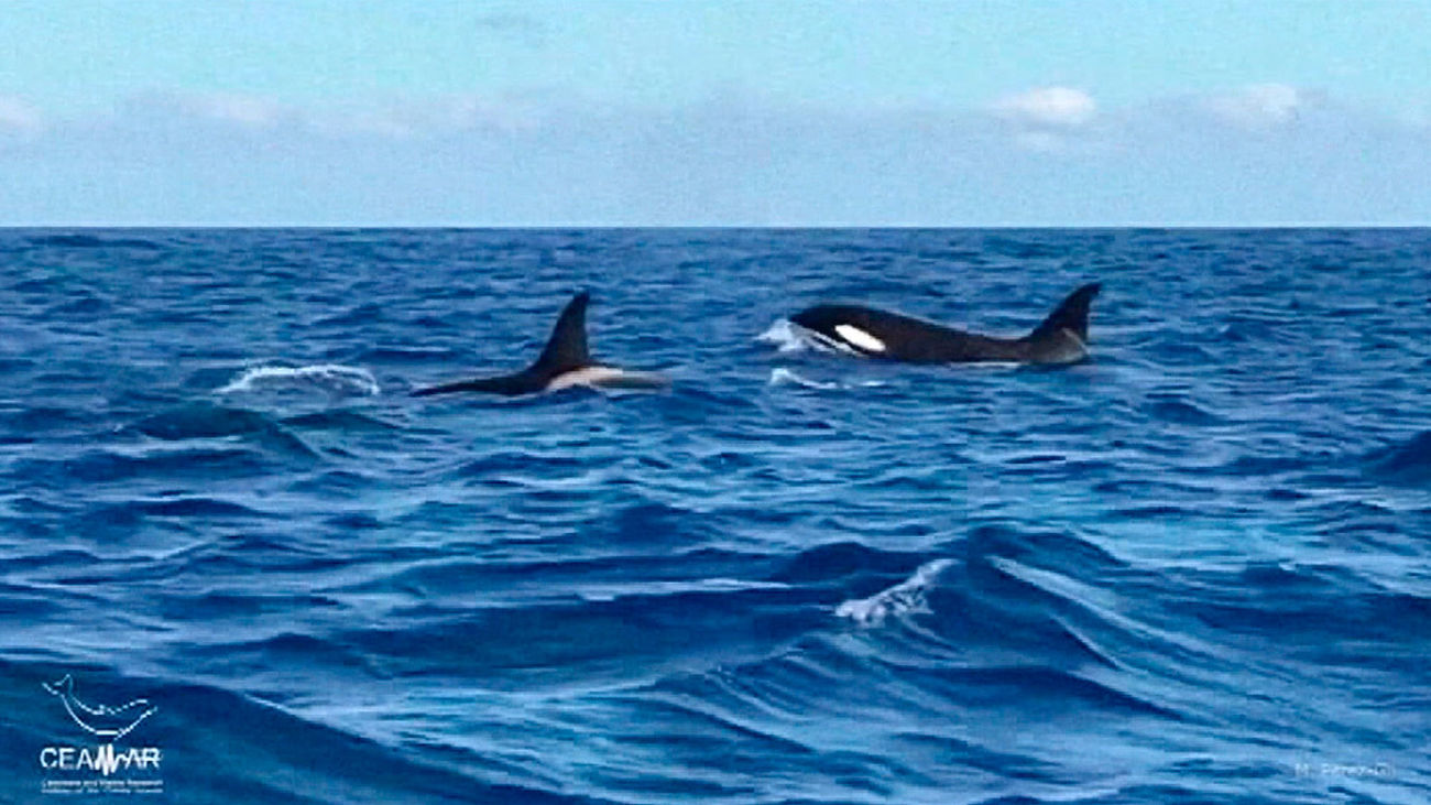 Avistan cuatro orcas al sur de El Hierro, en Canarias