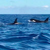 Avistan cuatro orcas al sur de El Hierro, en Canarias