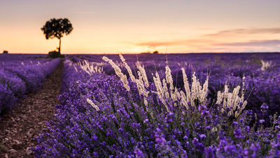 Brihuega se viste de lavanda un año más