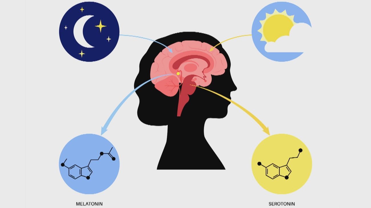 Melatonina, el secreto de la juventud
