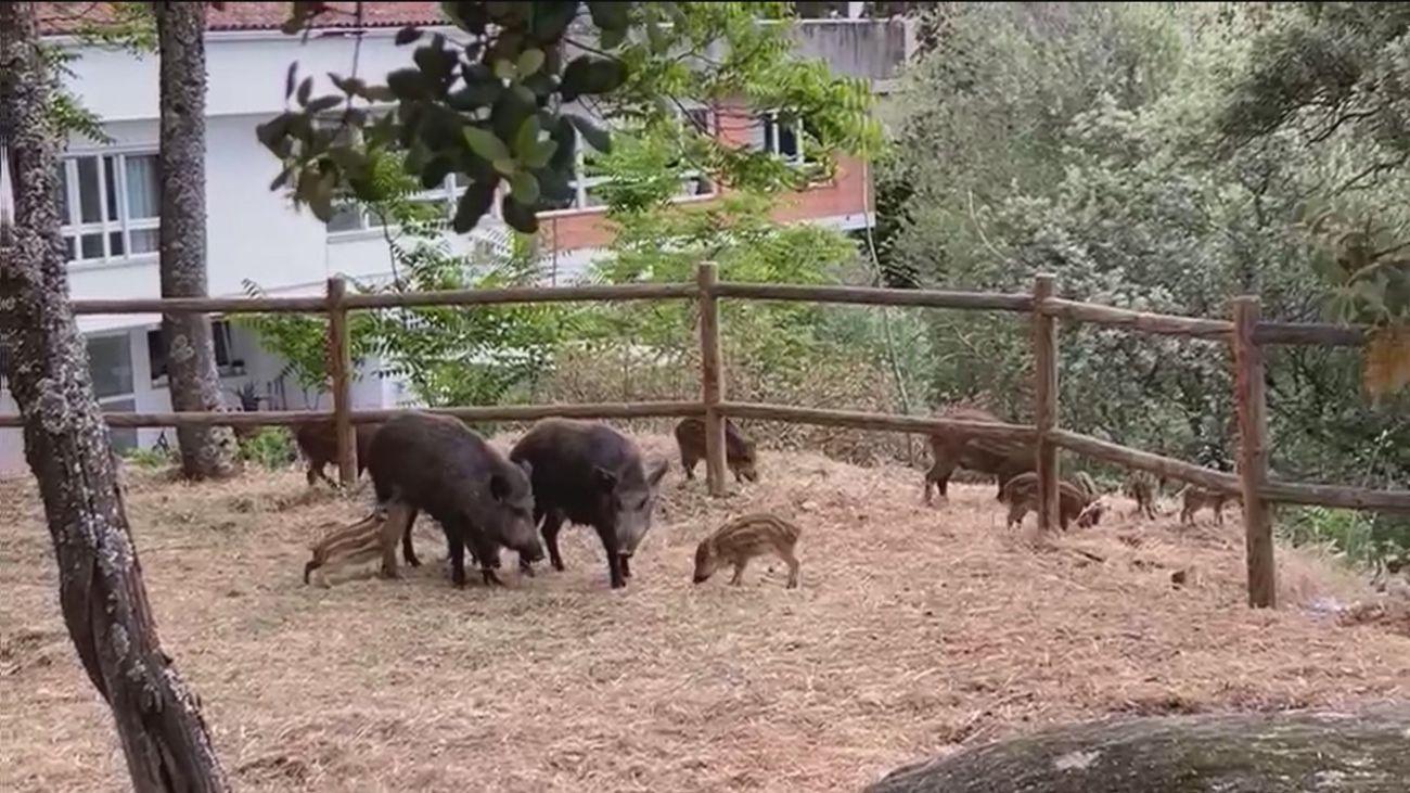 Una familia de jabalíes se cuela en un jardín en Manzanares del Real
