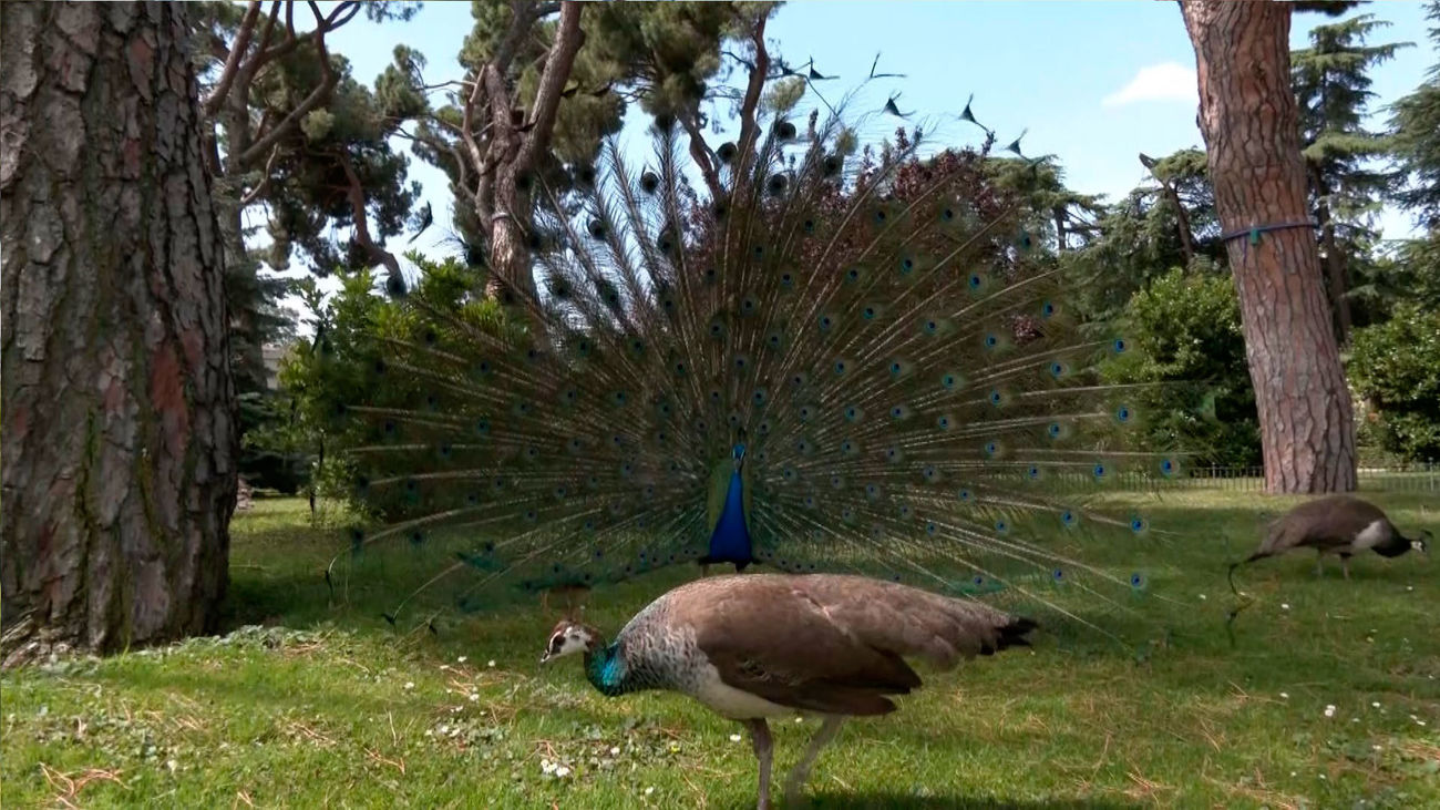 Los pavos reales: descubriendo a las estrellas de los jardines de Cecilio Rodríguez