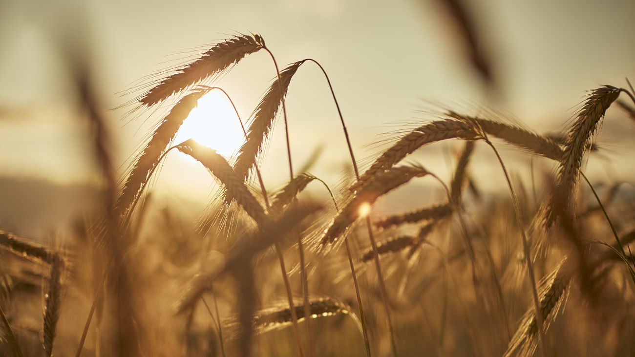 La pérdida del grano de Ucrania puede ser un "golpe duro" para España