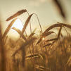 La pérdida del grano de Ucrania puede ser un "golpe duro" para España