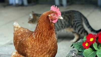 ¿Gatos con gripe aviar? La OMS estudia el riesgo de contagio a humanos