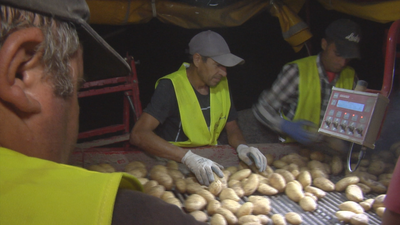 Arranca la temporada de recolección de patatas en Villamanrique de Tajo