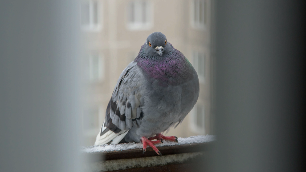 Los vecinos de Delicias, en pie de guerra contra una plaga de palomas