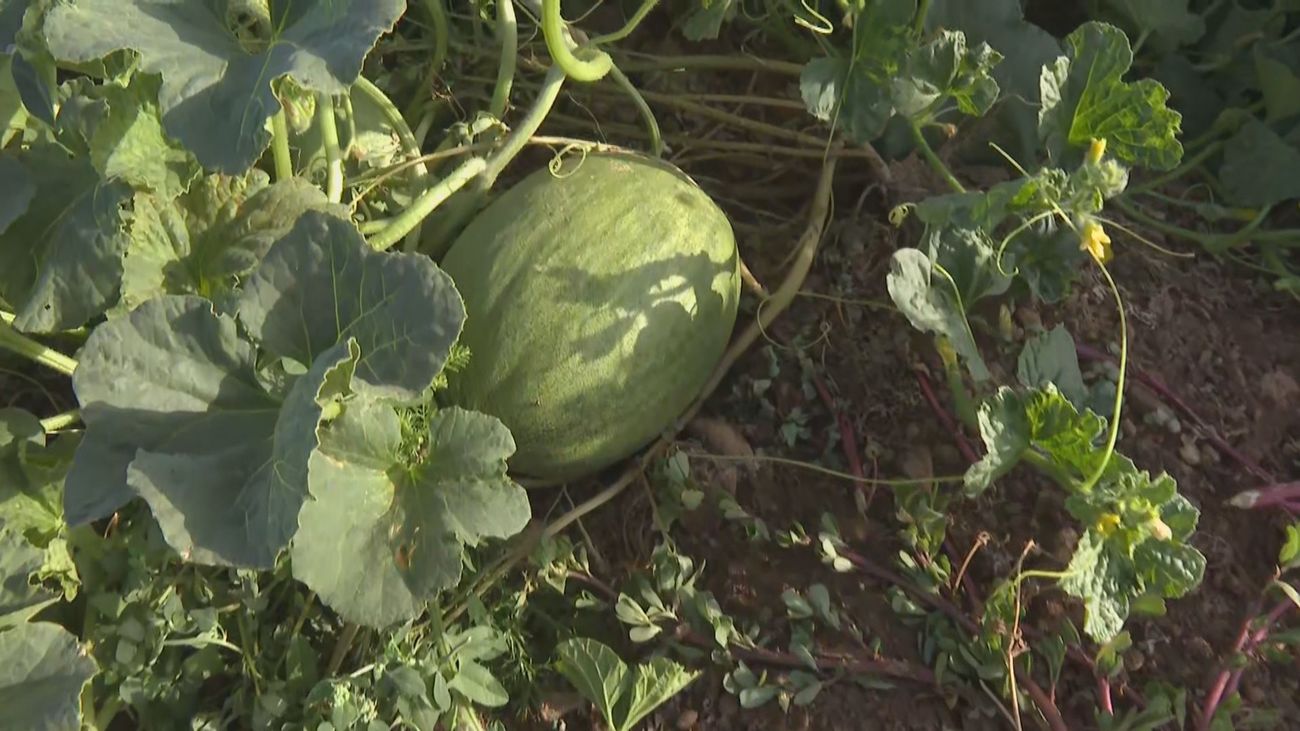 Se retrasa la producción de sandías y melones en Villaconejos