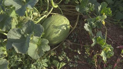 Se retrasa la producción de sandías y melones en Villaconejos