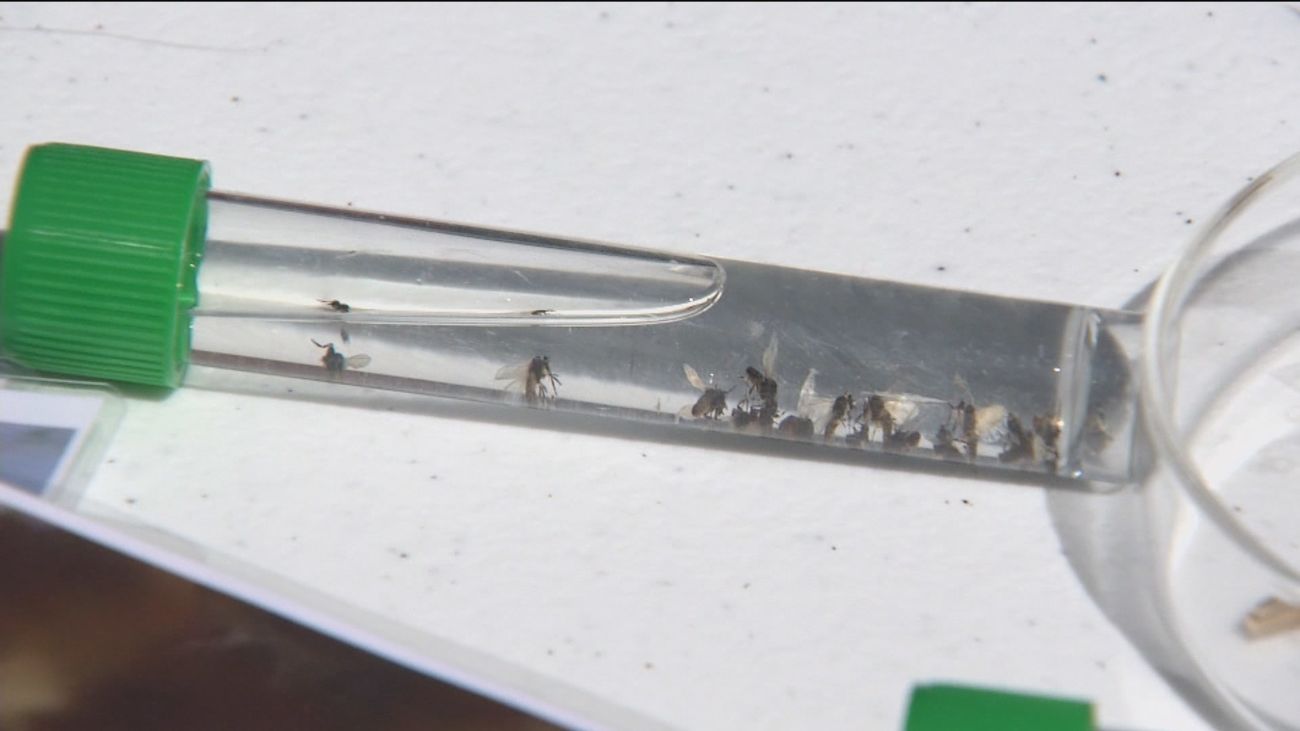 El intenso calor acelera la llegada de la mosca negra