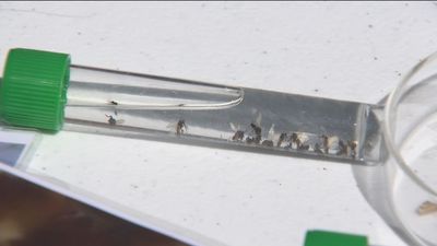 El intenso calor acelera la llegada de la mosca negra