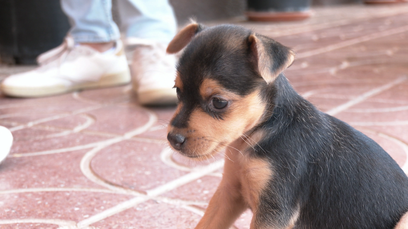 Las historias que esconden los perros de acogida