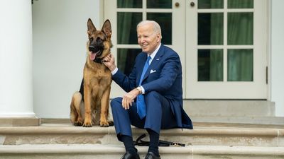Uno de los perros de Biden trae de cabeza al servicio secreto de la Casa Blanca