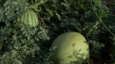 Consumo aplicó "todos los protocolos" en el control de las sandías marroquíes