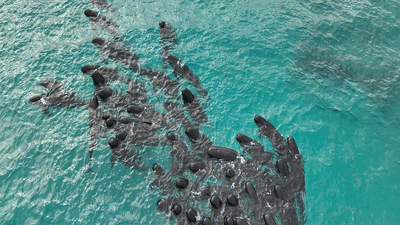 Al menos 51 ballenas piloto mueren tras quedarse varadas en una playa de Australia