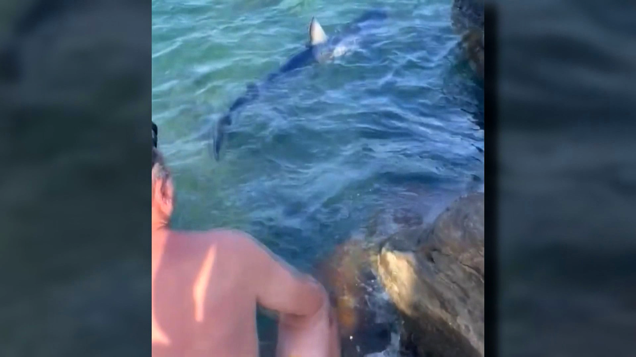 Qué hacer si te encuentras a tiburones en la playa