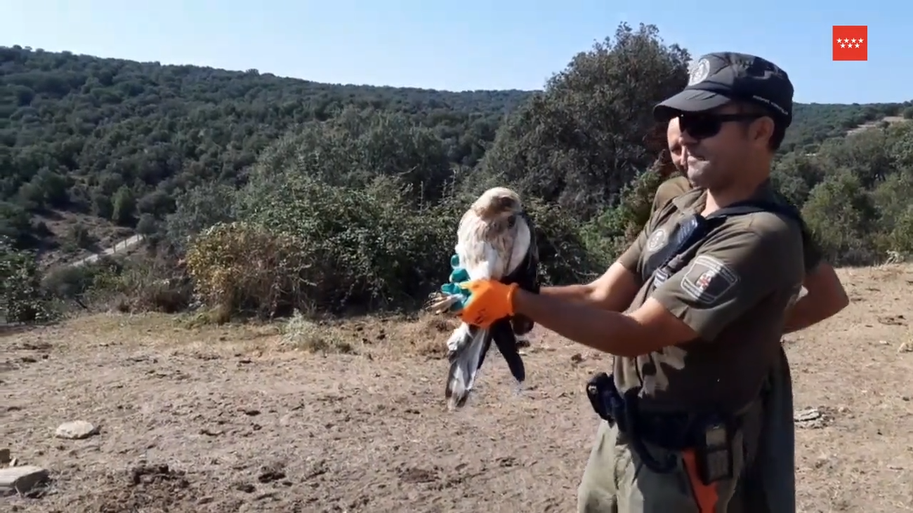 En verano los agentes forestales de Madrid no paran