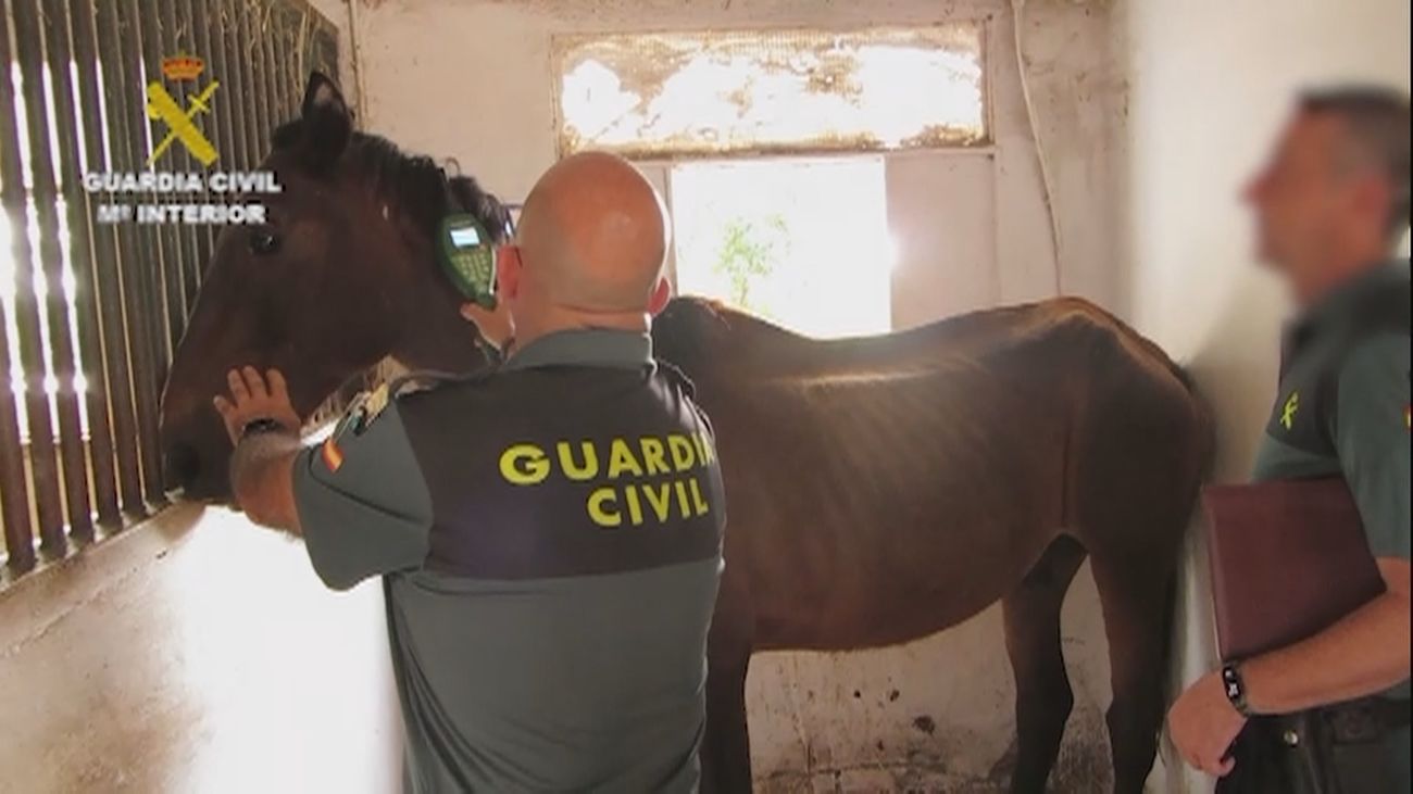 Detenido el responsable de una hípica en El Álamo por mantener en mal estado a los animales