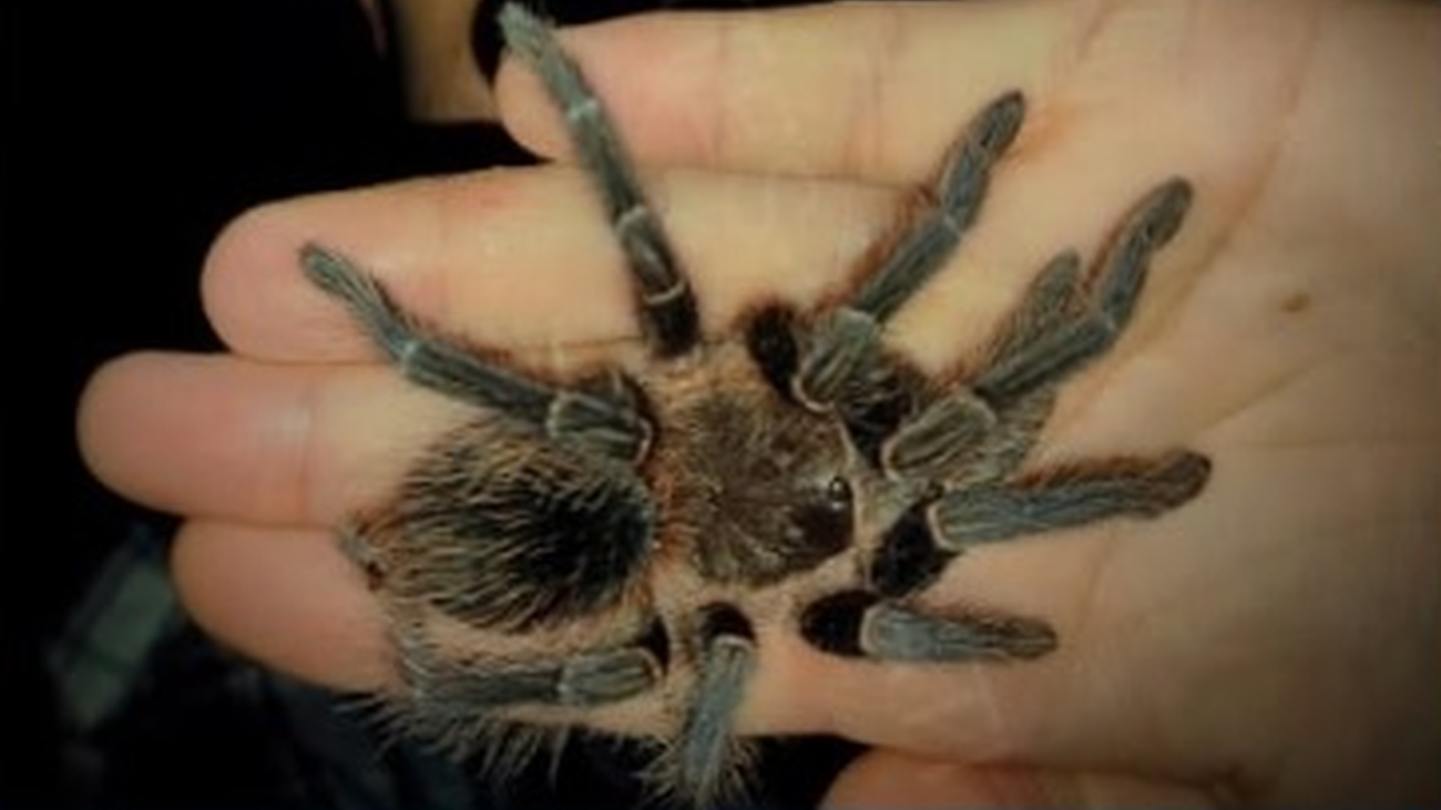 Una persona sostiene una araña en su mano