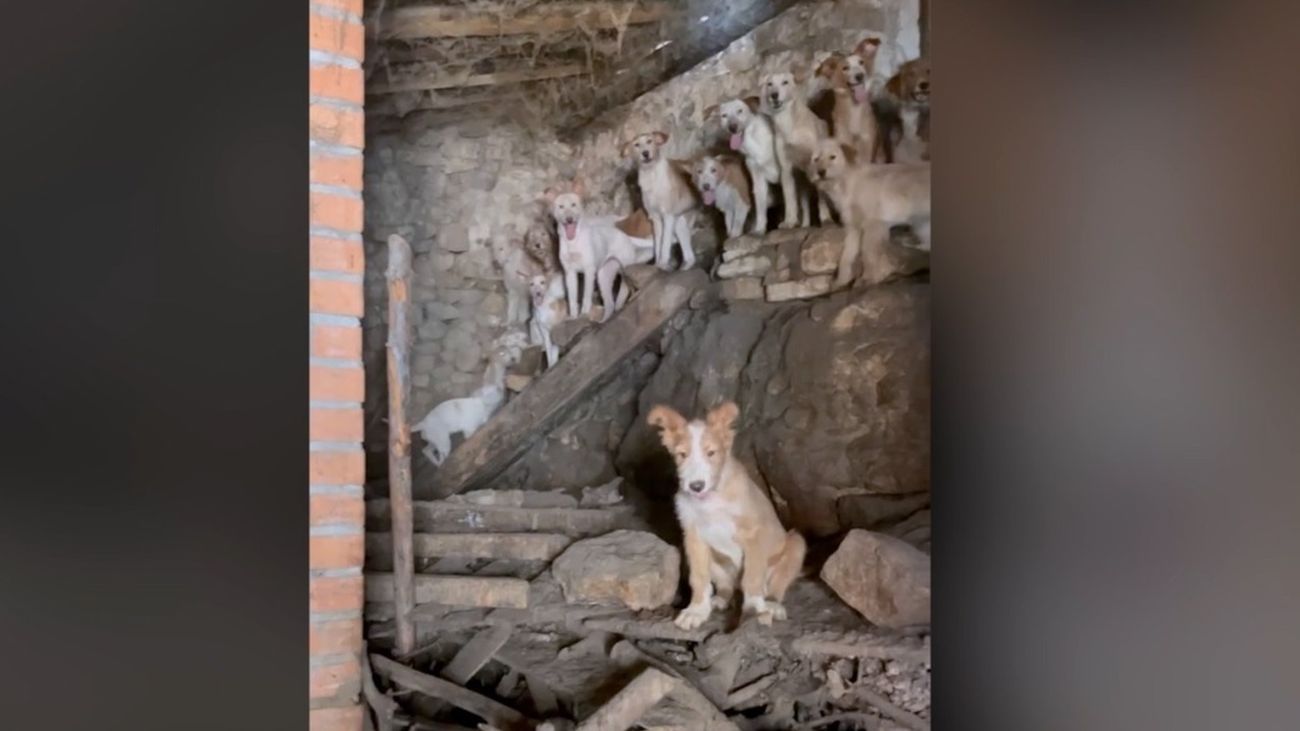 El Seprona descubre 24 perros hacinados sin luz ni ventilación en una leñera de Guadalajara