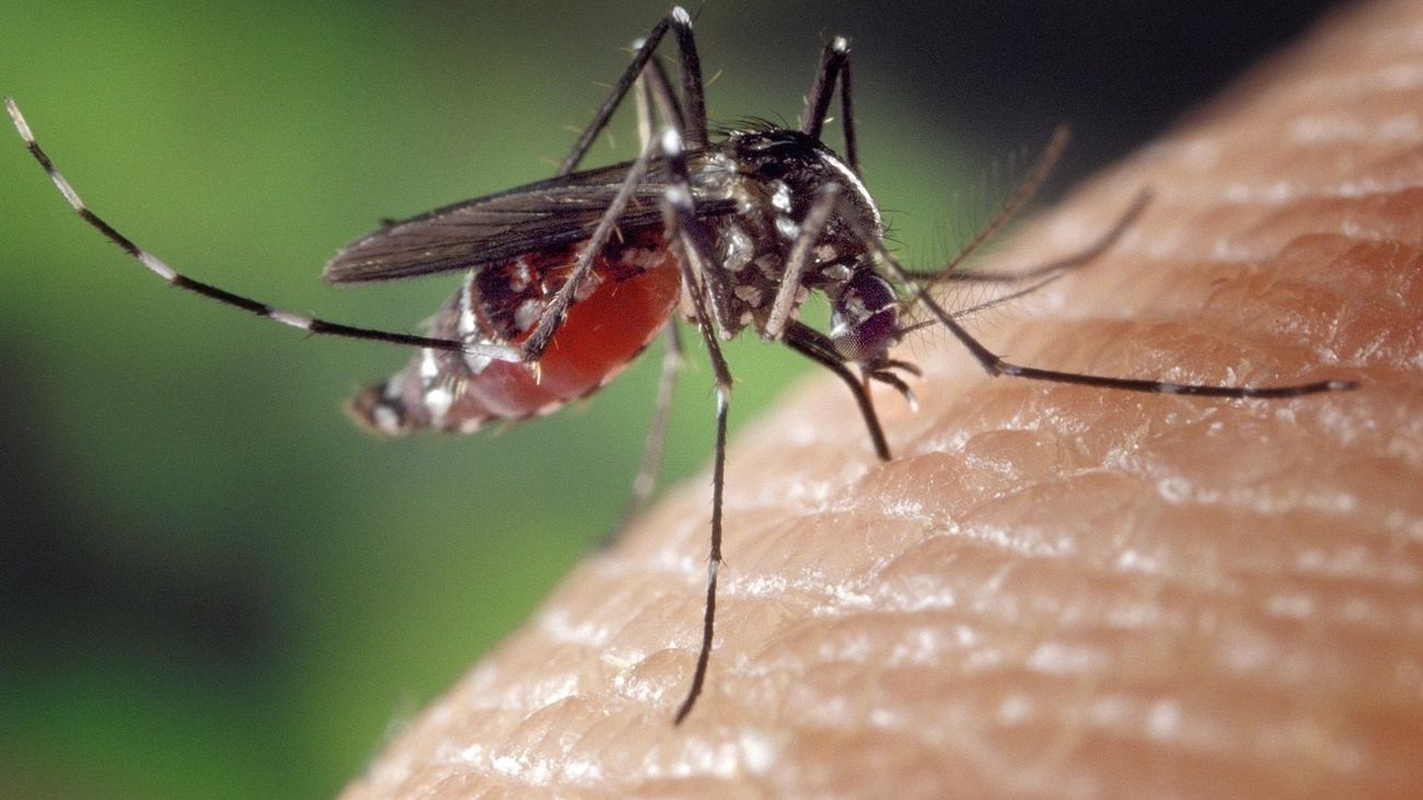 Mosquito transmisor de la fiebre del Nilo