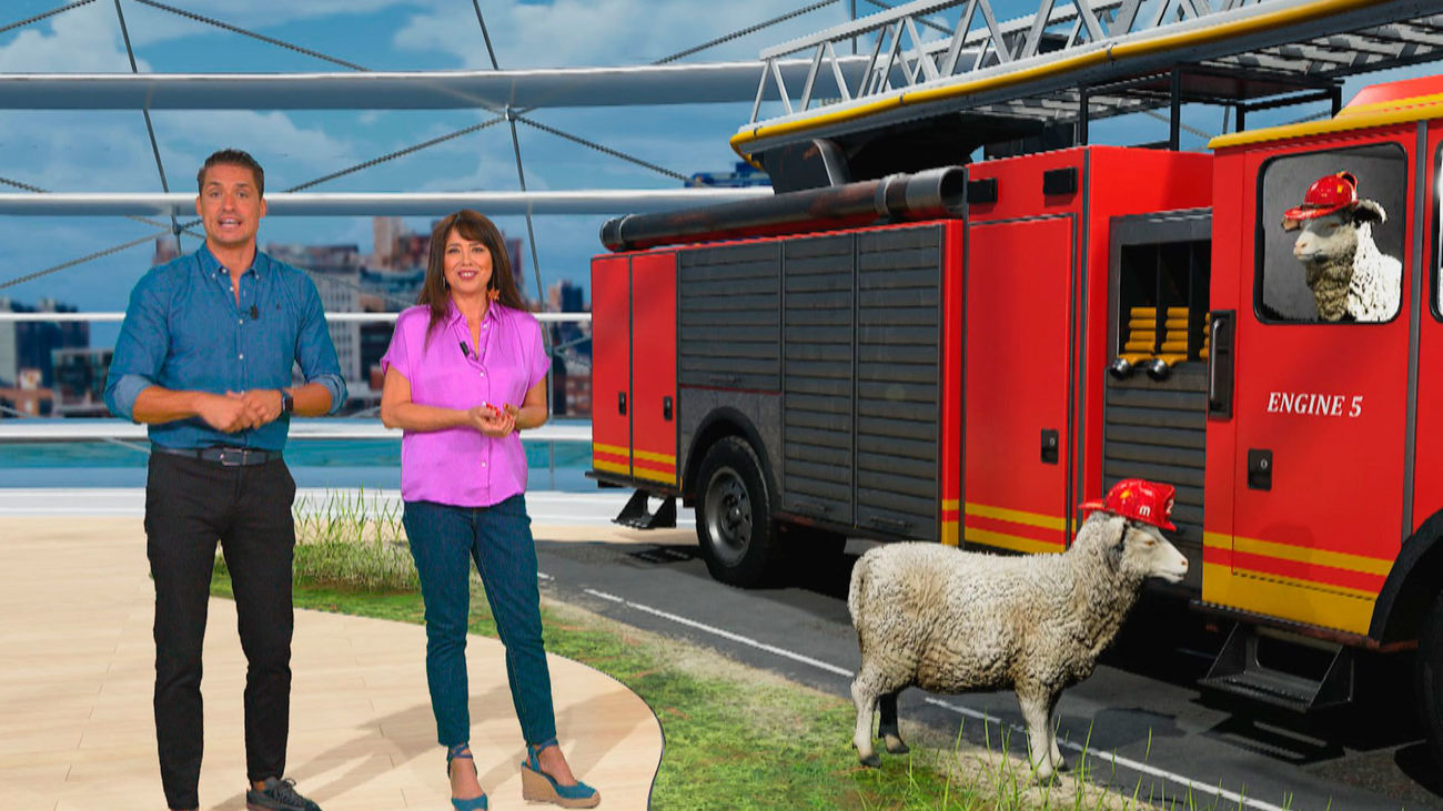 ¿Cómo trabajan las 'ovejas bombero'?
