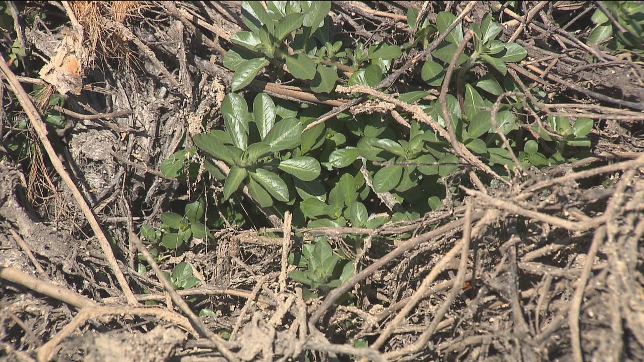 La  lucha contra una planta acuática invasora  en el Arroyo de Meaques
